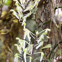 Robiquetia virescens Ormerod & S.S.Fernando